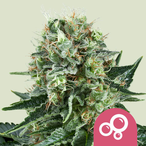 Bubble Kush (Royal Queen Seeds) Feminiserede