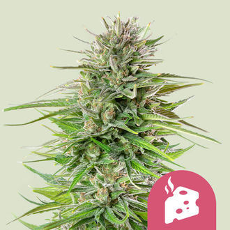 Blue Cheese (Royal Queen Seeds) Feminiserede