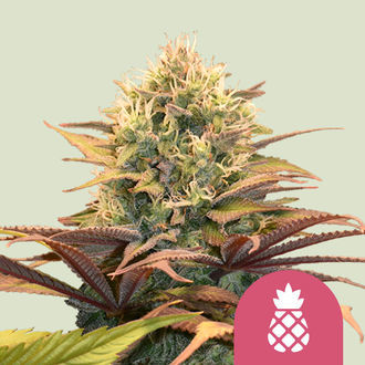 Pineapple Kush (Royal Queen Seeds) Feminiserede