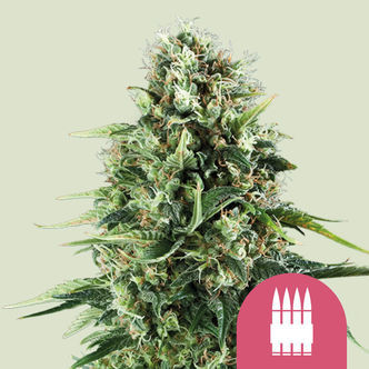 Royal AK (Royal Queen Seeds) feminiserede cannabisfr&oslash;