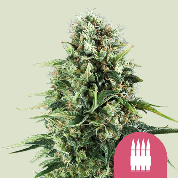 Royal AK (Royal Queen Seeds) Feminiserede