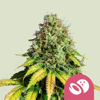 Somango XL (Royal Queen Seeds) feminiserede cannabisfr&oslash;