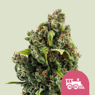 Candy Kush Express - Hurtig blomstring (Royal Queen Seeds) Feminiserede