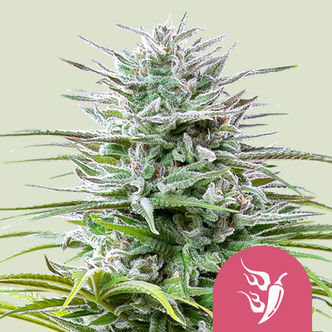 Speedy Chile - Hurtig blomstring (Royal Queen Seeds) feminiseret
