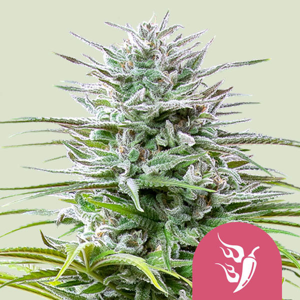 Speedy Chile - Hurtig blomstring (Royal Queen Seeds) Feminiserede