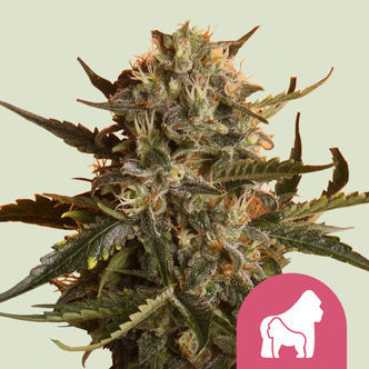 Mother Gorilla (Royal Queen Seeds) feminiserede cannabisfr&oslash;