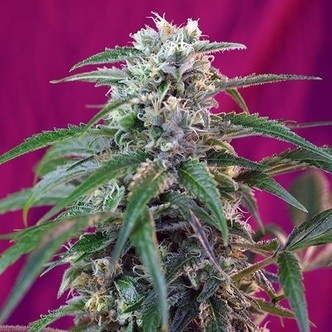 Green Poison Auto (Sweet Seeds) feminiserede