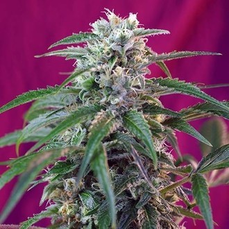 Green Poison Auto (Sweet Seeds) Feminiserede