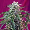 Green Poison Auto (Sweet Seeds) Feminiserede