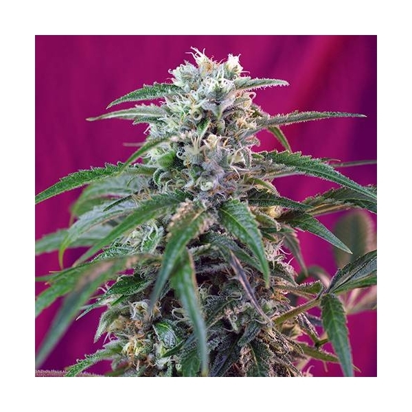 Green Poison Auto (Sweet Seeds) Feminiserede