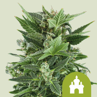 Royal Kush Automatic (Royal Queen Seeds) feminiserede