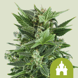 Royal Kush Autoflower (Royal Queen Seeds) Feminiserede