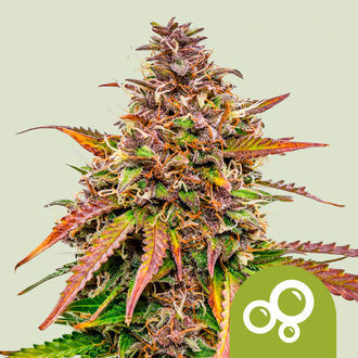 Bubble Kush Autoflower (Royal Queen Seeds) Feminiserede