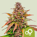 Bubble Kush Autoflower (Royal Queen Seeds) Feminiserede