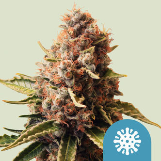 Euphoria (Royal Queen Seeds) feminiserede cannabisfr&oslash;
