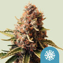 Euphoria (Royal Queen Seeds) Feminiserede