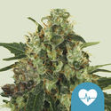 Medical Mass (Royal Queen Seeds) Feminiserede