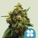 Painkiller XL (Royal Queen Seeds) Feminiserede