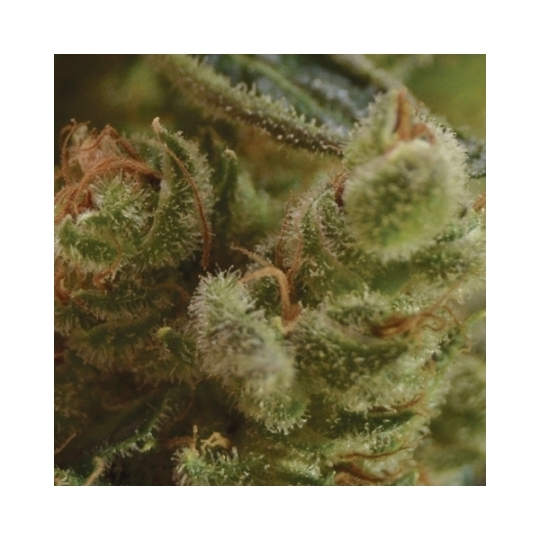 One To One (CBD frø) Feminiserede