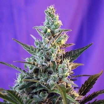 Sweet Skunk Auto (Sweet Seeds) feminiserede cannabisfr&oslash;