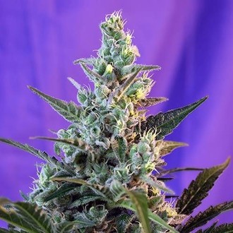 Sweet Skunk Auto (Sweet Seeds) Feminiserede