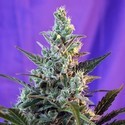 Sweet Skunk Auto (Sweet Seeds) Feminiserede