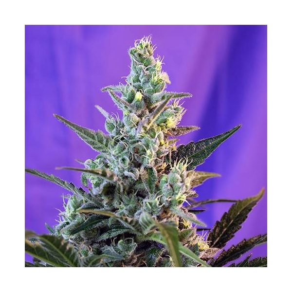 Sweet Skunk Auto (Sweet Seeds) Feminiserede