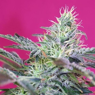Sweet Cheese Auto (Sweet Seeds) feminiserede cannabisfr&oslash;