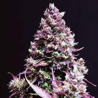 Cream Caramel Auto (Sweet Seeds) feminiserede