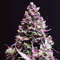 Cream Caramel Auto (Sweet Seeds) Feminiserede