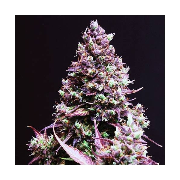 Cream Caramel Auto (Sweet Seeds) Feminiserede