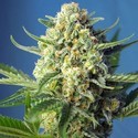 S.A.D. Auto (Sweet Seeds) Feminiserede