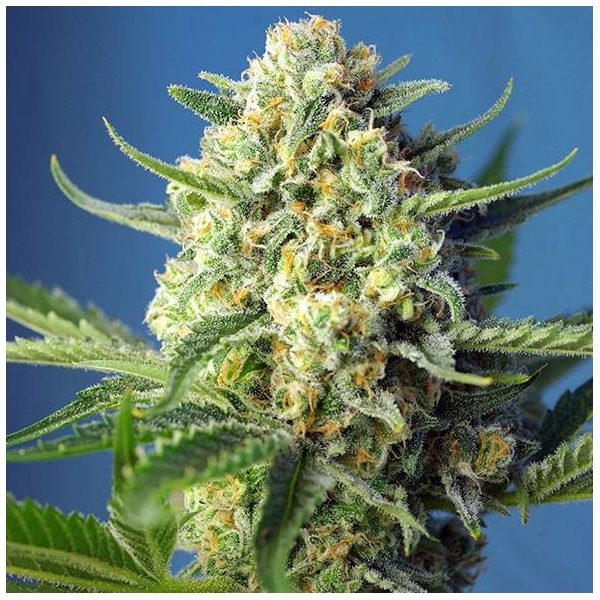 S.A.D. Auto (Sweet Seeds) Feminiserede
