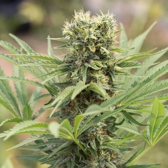 Dedoverde Haze (Humboldt Seeds) feminiserede cannabisfr&oslash;