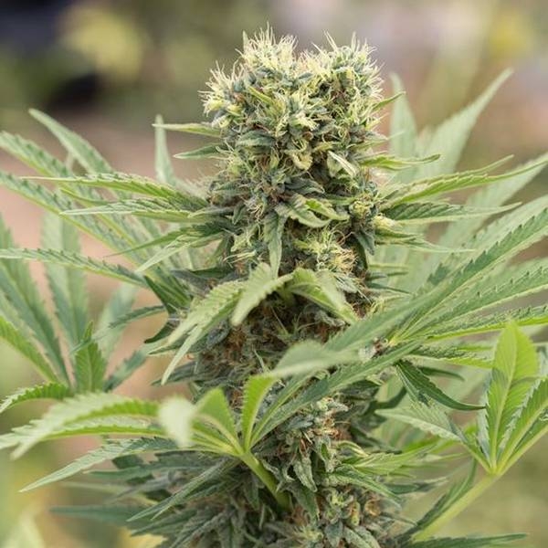 Dedoverde Haze (Humboldt Seed Organization) Feminiserede