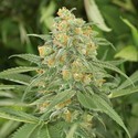 Green Crack 2.0 (Humboldt Seed Organization) Feminiserede