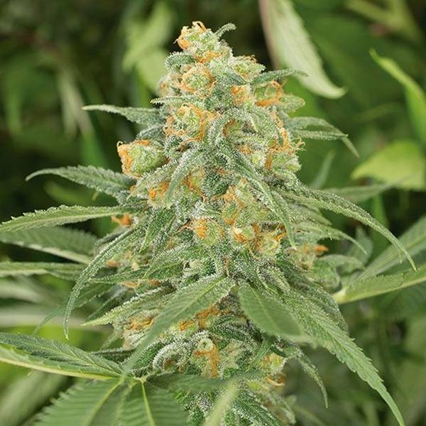 Green Crack 2.0 (Humboldt Seed Organization) Feminiserede