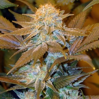 Critical HOG (T.H. Seeds) feminiserede cannabisfr&oslash;
