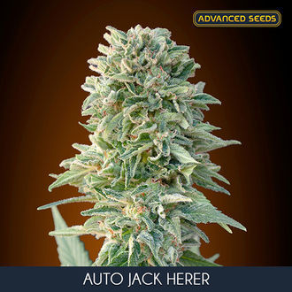 Auto Jack Herer (Advanced Seeds) Feminiserede