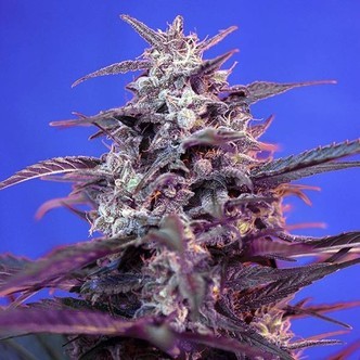 Bloody Skunk Auto (Sweet Seeds) feminiserede