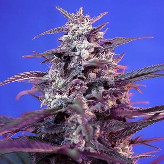 Bloody Skunk Auto (Sweet Seeds) Feminiserede