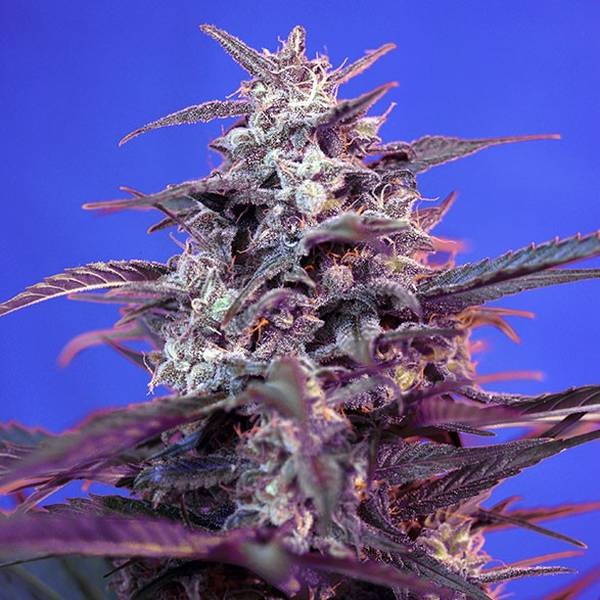 Bloody Skunk Auto (Sweet Seeds) Feminiserede