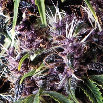 Auto Purple (Pyramid Seeds) feminiserede cannabisfr&oslash;