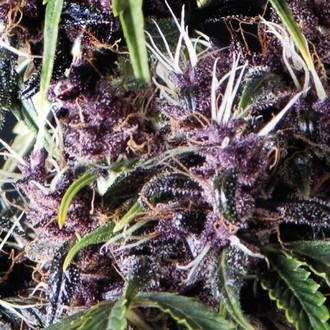 Auto Purple (Pyramid Seeds) Feminiserede
