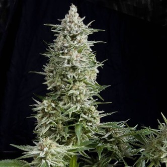 Amnesia Gold (Pyramid Seeds) feminiserede cannabisfr&oslash;
