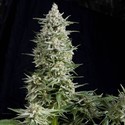 Amnesia Gold (Pyramid Seeds) Feminiserede