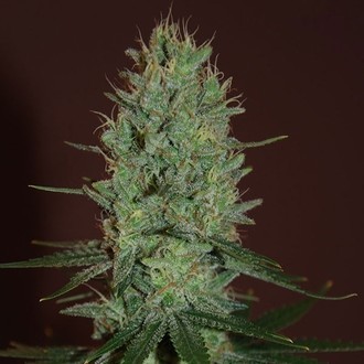 Amnesia Haze (Expert Seeds) Feminiserede