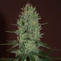 Amnesia Haze (Expert Seeds) Feminiserede