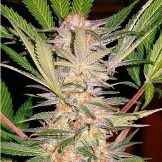 S.A.D. S1 (Sweet Seeds) feminiserede