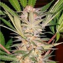 S.A.D. S1 (Sweet Seeds) Feminiserede